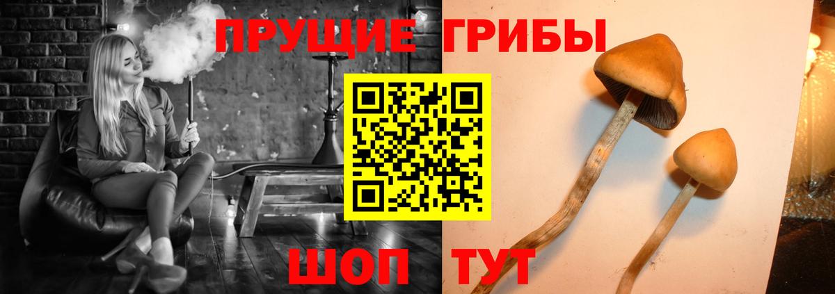 Псилоцибиновые грибы прущие грибы Мелеуз